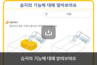 습지의 기능에 대해 알아보아요