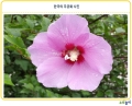 국화 사진.pptx