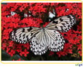 [참고자료] 다양한 나비.pptx