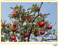 [참고자료] 사과와 사과나무.pptx