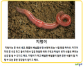 [참고자료] 땅속에 살아요.pptx