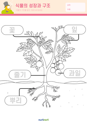 식물의 성장과 구조 - 복사본.png
