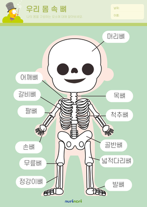 우리 몸 속 뼈 (1).png