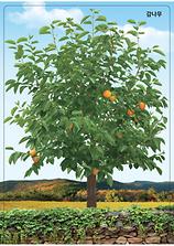 3-10-4 가을 과일을 따요- 가을 과일 나무판(감나무)
